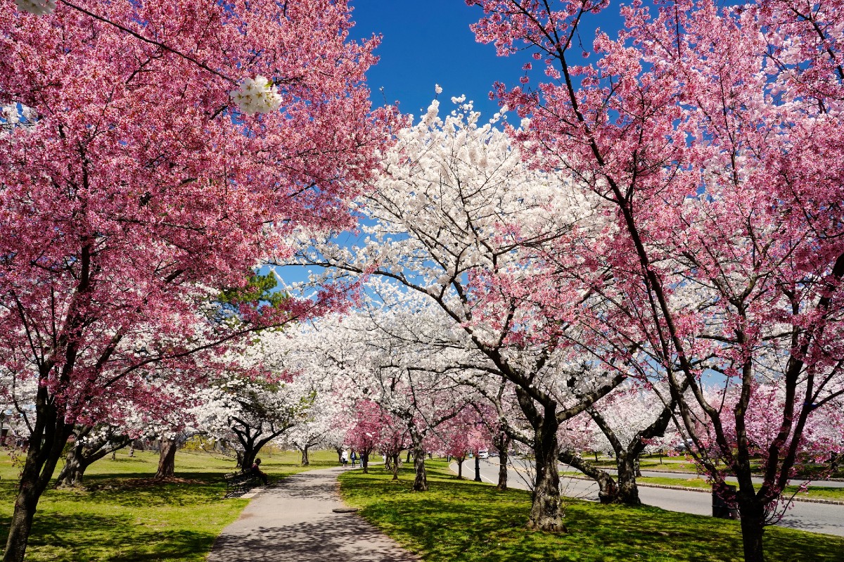 Cherry blossoms in a park